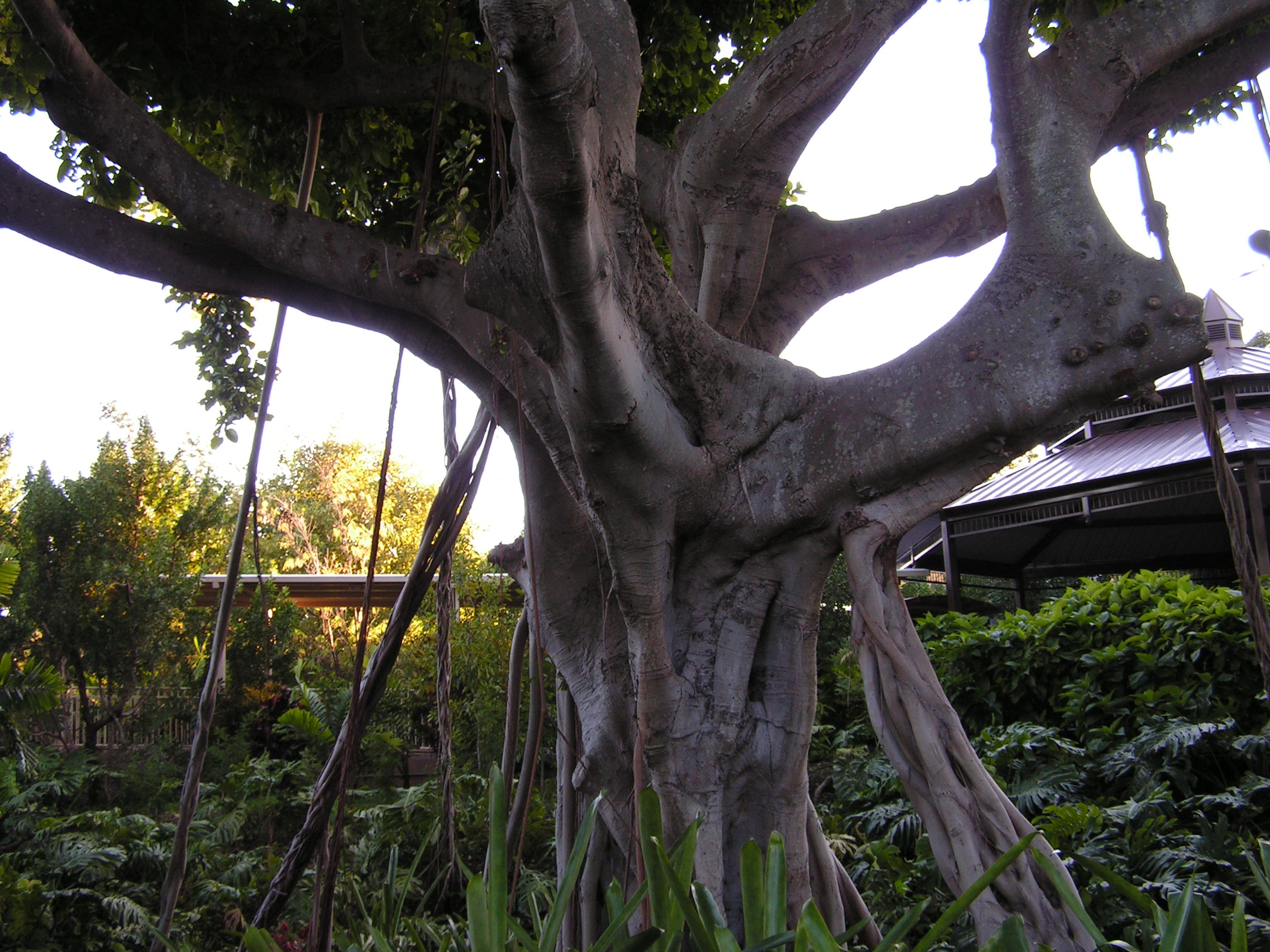 ./2006/Christmas/Parrot Jungle/PICT0036.JPG